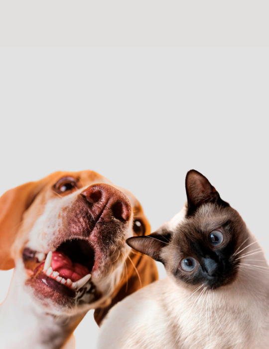 Mascotas