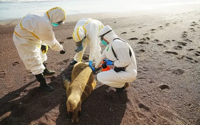 Más de mil lobos marinos aparecen muertos en Paracas y el Gobierno activa alerta ambiental